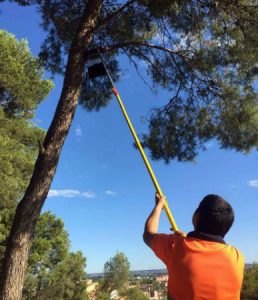 actuació processionària del pi CET