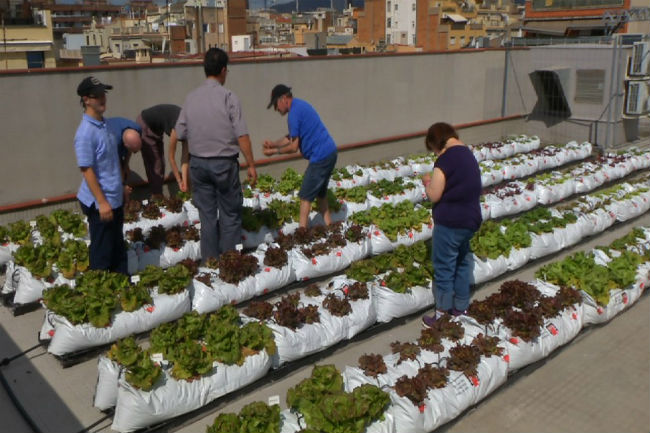 hort urbà persones discapacitat intel·lectual