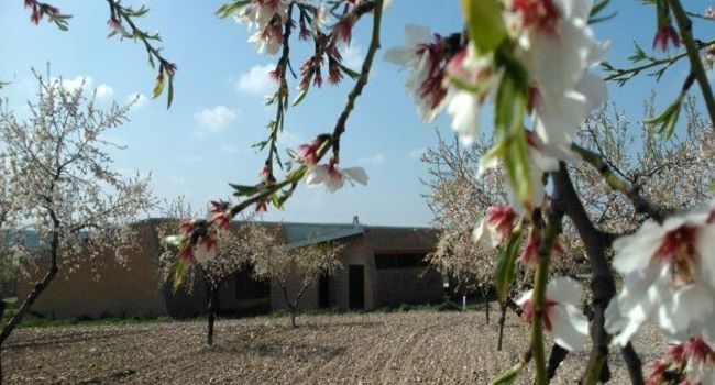 emissió títols participatius