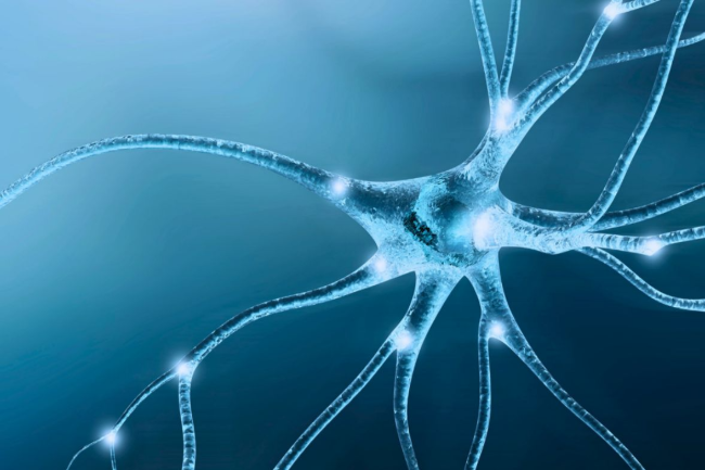 Una nova metodologia espanyola obre la porta a l'estudi directe de neurones vinculades a l'esquizofrènia i l'autisme