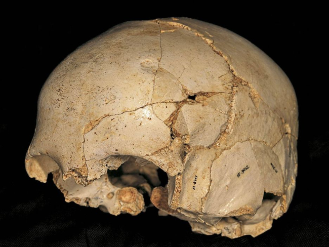 Homo Diversitas